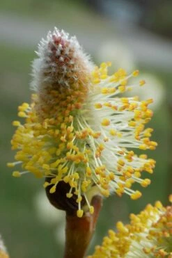 American Pussy Willow (Salix Discolor) - 3 Pack Of 1.5 Quart Pots -Wilson Bros Gardens Shop salix discolor pussy willow 7 1