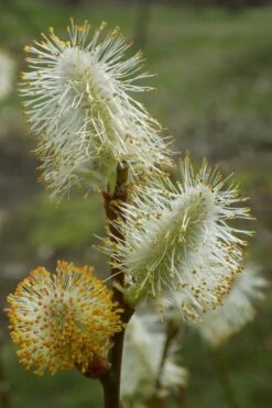 American Pussy Willow (Salix Discolor) - 1 Gallon Pot -Wilson Bros Gardens Shop salix discolor pussy willow 8