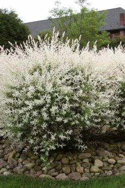 Flamingo Dappled Willow (Shrub Form) - 3 Gallon Pot -Wilson Bros Gardens Shop salix integra flamingo dappled willow bush 2 1