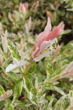 Flamingo Dappled Willow (Shrub Form) - 2 Gallon Pot 13 Flamingo Dappled Willow (Shrub Form) - 2 Gallon Pot -Wilson Bros Gardens Shop salix integra flamingo dappled willow bush 3 2