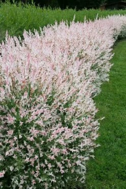 Flamingo Dappled Willow (Shrub Form) - 3 Gallon Pot -Wilson Bros Gardens Shop salix integra flamingo dappled willow bush 4 1