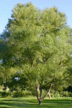Black Willow Tree (Salix Nigra) - 3 Gallon Pot -Wilson Bros Gardens Shop salix nigra black willow tree 2