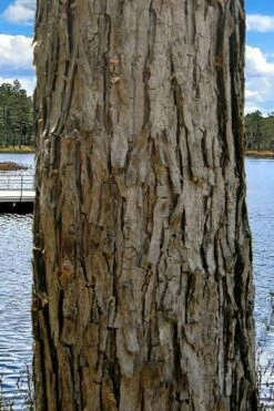 Black Willow Tree (Salix Nigra) - 3 Gallon Pot -Wilson Bros Gardens Shop salix nigra black willow tree 4