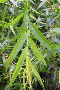 Black Willow Tree (Salix Nigra) - 3 Gallon Pot -Wilson Bros Gardens Shop salix nigra black willow tree 5