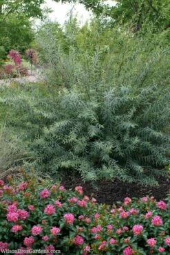 Dwarf Blue Arctic Willow Bush (Salix Purpurea 'Nana') - 2 Gallon Pot