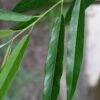 Silky Willow (Salix Sericea) - 1 Gallon Pot
