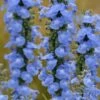 Blue Pitcher Sage (Salvia Azurea) - 1 Gallon Pot