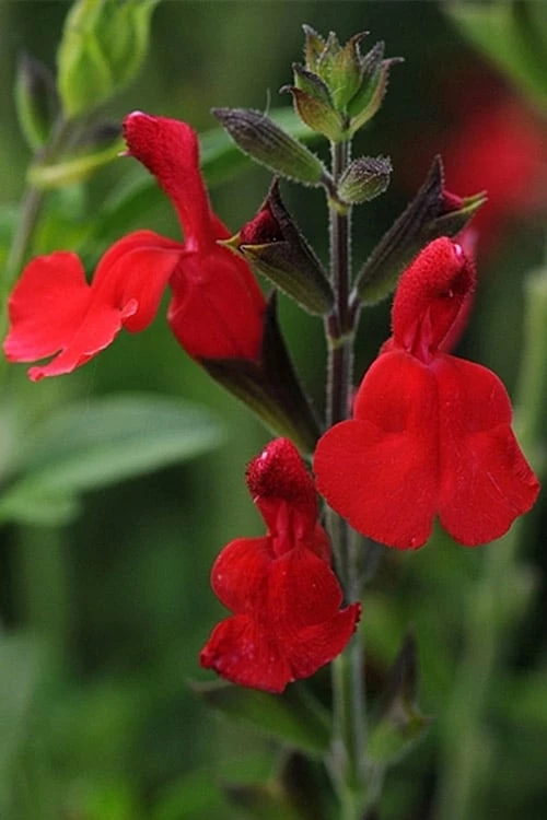 Radio Red Salvia (Autumn Sage) - 1 Gallon Pot 4 Radio Red Salvia (Autumn Sage) - 1 Gallon Pot - Image 4