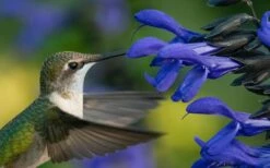 Black And Blue Salvia (Blue Anise Sage) - Salvia Guaranitica -1 Gallon Pot -Wilson Bros Gardens Shop salvia guaranitica black and blue blue anise sage 22