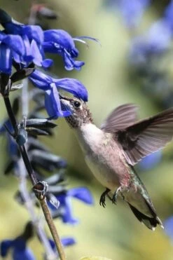 Black And Blue Salvia (Blue Anise Sage) - Salvia Guaranitica -1 Gallon Pot -Wilson Bros Gardens Shop salvia guaranitica black and blue blue anise sage 23