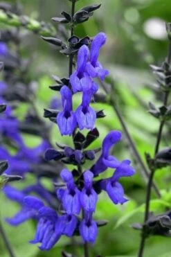 Black And Blue Salvia (Blue Anise Sage) - Salvia Guaranitica -1 Gallon Pot -Wilson Bros Gardens Shop salvia guaranitica black and blue blue anise sage 24
