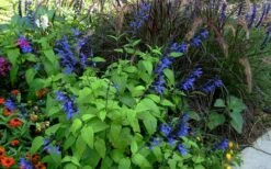 Black And Blue Salvia (Blue Anise Sage) - Salvia Guaranitica -1 Gallon Pot -Wilson Bros Gardens Shop salvia guaranitica black and blue blue anise sage 26