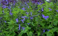 Black And Blue Salvia (Blue Anise Sage) - Salvia Guaranitica - 7.5" Pot -Wilson Bros Gardens Shop salvia guaranitica black and blue blue anise sage 27 1