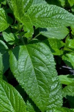 Black And Blue Salvia (Blue Anise Sage) - Salvia Guaranitica - 7.5" Pot -Wilson Bros Gardens Shop salvia guaranitica black and blue blue anise sage 28 1