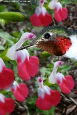 Hot Lips Sage - Salvia Microphylla - 7.5" Pot -Wilson Bros Gardens Shop salvia microphylla hot lips sage 102