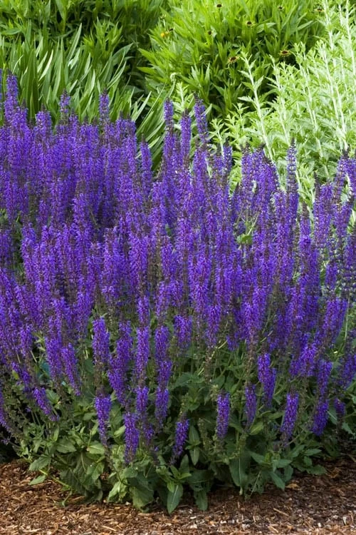 May Night Salvia - 1 Gallon 1 May Night Salvia - 1 Gallon