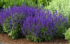 May Night Salvia - 5 Pack Of Quart Pots -Wilson Bros Gardens Shop salvia nemerosa may night 2 1