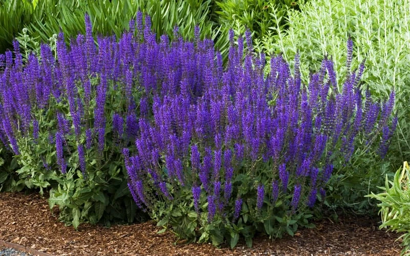 May Night Salvia - 1 Gallon 5 May Night Salvia - 1 Gallon - Image 5