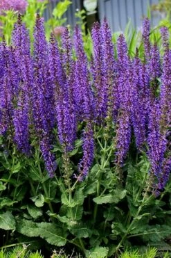May Night Salvia - 5 Pack Of Quart Pots -Wilson Bros Gardens Shop salvia nemerosa may night 4 1