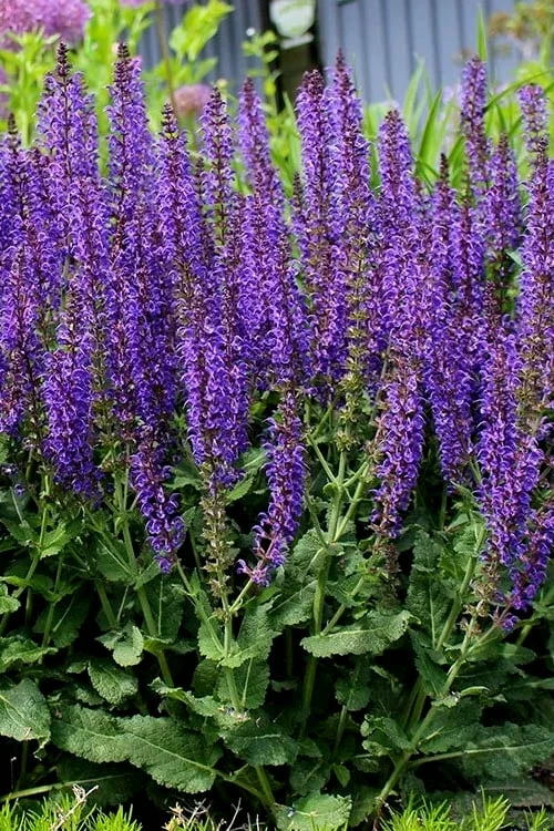 May Night Salvia - 1 Gallon 6 May Night Salvia - 1 Gallon - Image 6