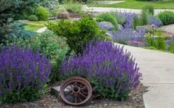 May Night Salvia - 5 Pack Of Quart Pots -Wilson Bros Gardens Shop salvia nemerosa may night 5 1