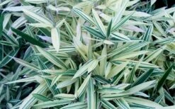 Albostriata Variegated Bamboo (Sam Bamboo) - Sasaella Masamuneana Albostriata - 1 Gallon Pot -Wilson Bros Gardens Shop sam variegated bamboo