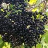 Ranch American Elderberry (Sambucus Canadensis) - 3 Gallon Pot