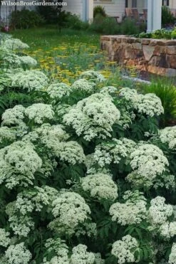 Adam's American Elderberry (Sambucus Canadensis) - 1 Gallon Pot -Wilson Bros Gardens Shop sambucus nigra canadensis common elderberry 12 1