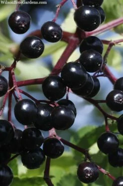 American Elderberry (Sambucus Nigra Canadensis) - 1 Gallon Pot