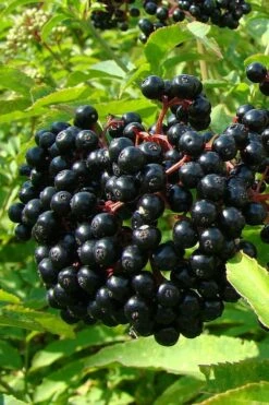 Adam's American Elderberry (Sambucus Canadensis) - 1 Gallon Pot -Wilson Bros Gardens Shop sambucus nigra canadensis common elderberry 4