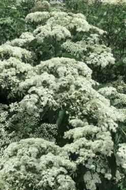 American Elderberry (Sambucus Nigra Canadensis) - 3 Gallon Pot -Wilson Bros Gardens Shop sambucus nigra canadensis common elderberry 7 2