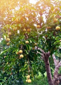 Santol (Sandoricum Koetjape) -Wilson Bros Gardens Shop santol fruit tree sow exotic