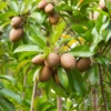 Sapodilla 'Alano' (Manilkara Zapota)