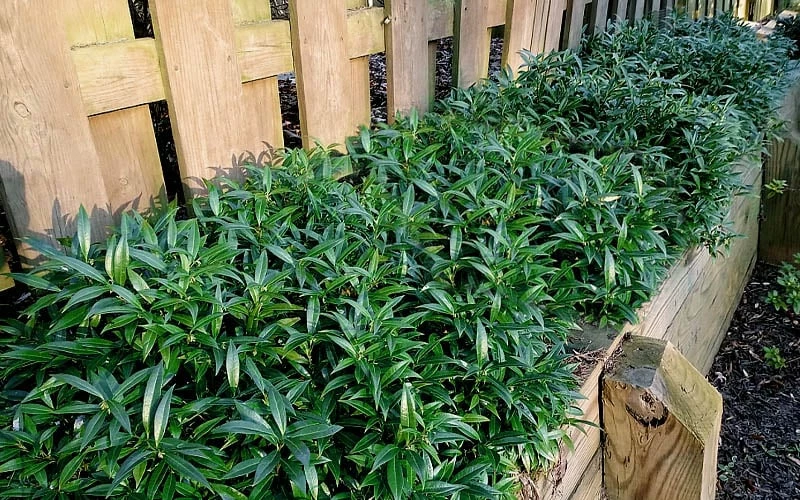 Fragrant Valley Sweetbox (Sarcococca) - 2 Gallon Pot 4 Fragrant Valley Sweetbox (Sarcococca) - 2 Gallon Pot - Image 4