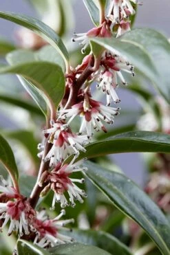 Fragrant Valley Sweetbox (Sarcococca) - 2 Gallon Pot