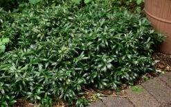 Fragrant Mountain Sweetbox (Sarcococca) - 2 Gallon Pot 13 Fragrant Mountain Sweetbox (Sarcococca) - 2 Gallon Pot -Wilson Bros Gardens Shop sarcoccoca hookeriana sarsid 1 fragrant valley sweetbox 9 1
