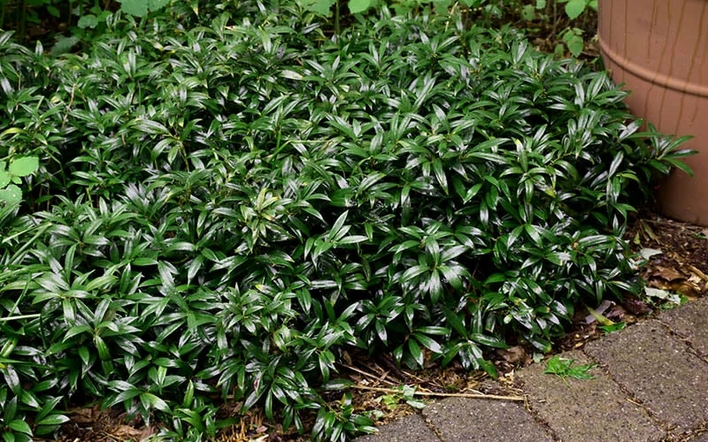 Fragrant Mountain Sweetbox (Sarcococca) - 2 Gallon Pot 7 Fragrant Mountain Sweetbox (Sarcococca) - 2 Gallon Pot - Image 7