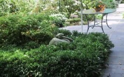 Fragrant Mountain Sweetbox (Sarcococca) - 2 Gallon Pot 12 Fragrant Mountain Sweetbox (Sarcococca) - 2 Gallon Pot -Wilson Bros Gardens Shop sarcoccoca hookeriana sarsid 2 fragrant mountain sweetbox 3