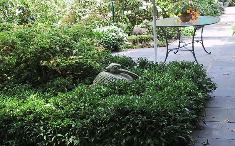 Fragrant Mountain Sweetbox (Sarcococca) - 2 Gallon Pot 6 Fragrant Mountain Sweetbox (Sarcococca) - 2 Gallon Pot - Image 6