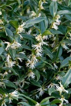 Fragrant Mountain Sweetbox (Sarcococca) - 2 Gallon Pot 10 Fragrant Mountain Sweetbox (Sarcococca) - 2 Gallon Pot -Wilson Bros Gardens Shop sarcoccoca hookeriana sarsid 2 fragrant mountain sweetbox 4