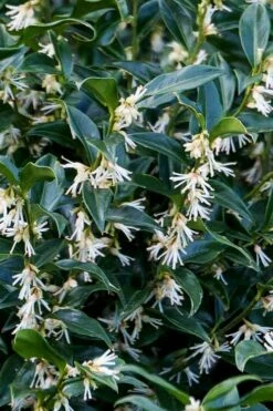 Confused Sweet Box (Sarcococca Confusa) - 1 Gallon Pot 16 Confused Sweet Box (Sarcococca Confusa) - 1 Gallon Pot -Wilson Bros Gardens Shop sarcococca confusa confused sweet box 10