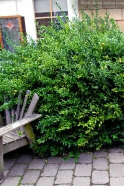 Fragrant Sweet Box (Sarcococca Ruscifolia) - 3 Gallon Pot -Wilson Bros Gardens Shop sarcococca ruscifolia fragrant sweet box 2