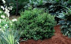 Fragrant Sweet Box (Sarcococca Ruscifolia) - 3 Gallon Pot -Wilson Bros Gardens Shop sarcococca ruscifolia fragrant sweet box 3
