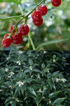 Fragrant Sweet Box (Sarcococca Ruscifolia) - 3 Gallon Pot -Wilson Bros Gardens Shop sarcococca ruscifolia fragrant sweet box 4