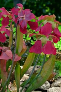 Bug Bat Pitcher Plant (Sarracenia) - 2.5 Quart Pot -Wilson Bros Gardens Shop sarracenia bug bat pitcher plant 1