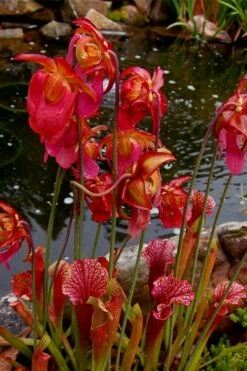 Judith Hindle Pitcher Plant (Sarracenia) - 2.5 Quart Pot -Wilson Bros Gardens Shop sarracenia judith hindle pitcher plant 5