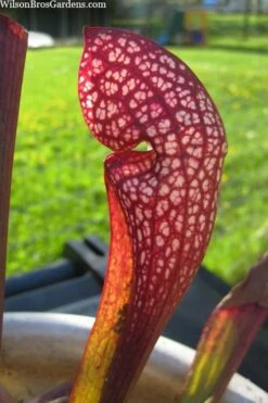 Scarlet Belle Pitcher Plant (Sarracenia) - 2.5 Quart Pot -Wilson Bros Gardens Shop sarracenia scarlet belle pitcher plant 2