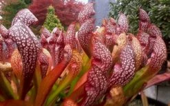 Scarlet Belle Pitcher Plant (Sarracenia) - 2.5 Quart Pot -Wilson Bros Gardens Shop sarracenia scarlet belle pitcher plant 3