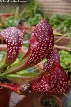Scarlet Belle Pitcher Plant (Sarracenia) - 2.5 Quart Pot -Wilson Bros Gardens Shop sarracenia scarlet belle pitcher plant 5