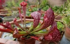 Scarlet Belle Pitcher Plant (Sarracenia) - 2.5 Quart Pot -Wilson Bros Gardens Shop sarracenia scarlet belle pitcher plant 6